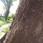 ASUS ZenFone Max Camera Sample_1