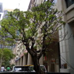 HTC Desire 628 Dual SIM Camera Sample_7