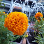 Neffos C5 Max Camera Sample_6