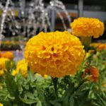 OnePlus 3 Camera Sample_7