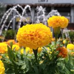 ASUS ZenFone 3 Camera Sample_4