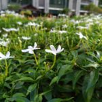 ASUS ZenFone 3 Camera Sample_5