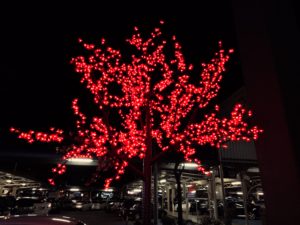 OPPO F1s Camera Sample (Edited)_10