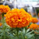 Honor 8 Camera Sample_10